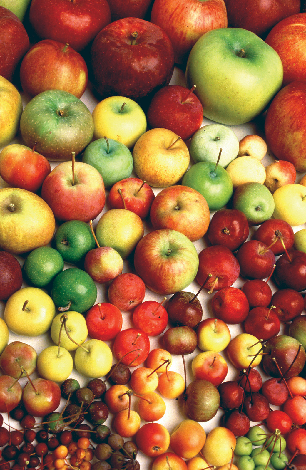 Assorted apples, crab apples and cherries together — historic image