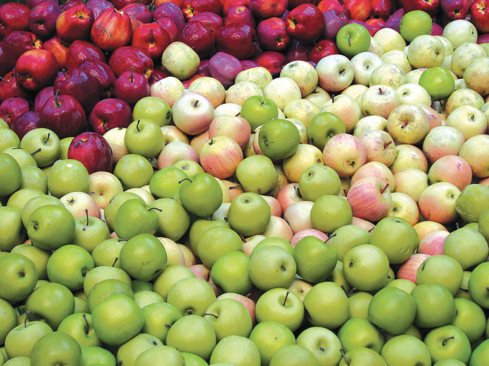 Assorted red, yellow and green apples piled together — historic image