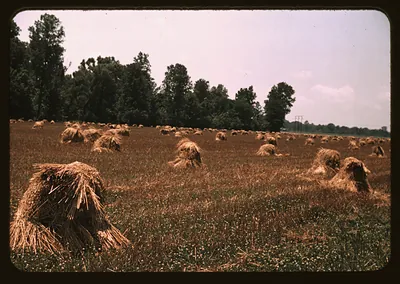 Harvested grain shocks in a field beneath tall trees