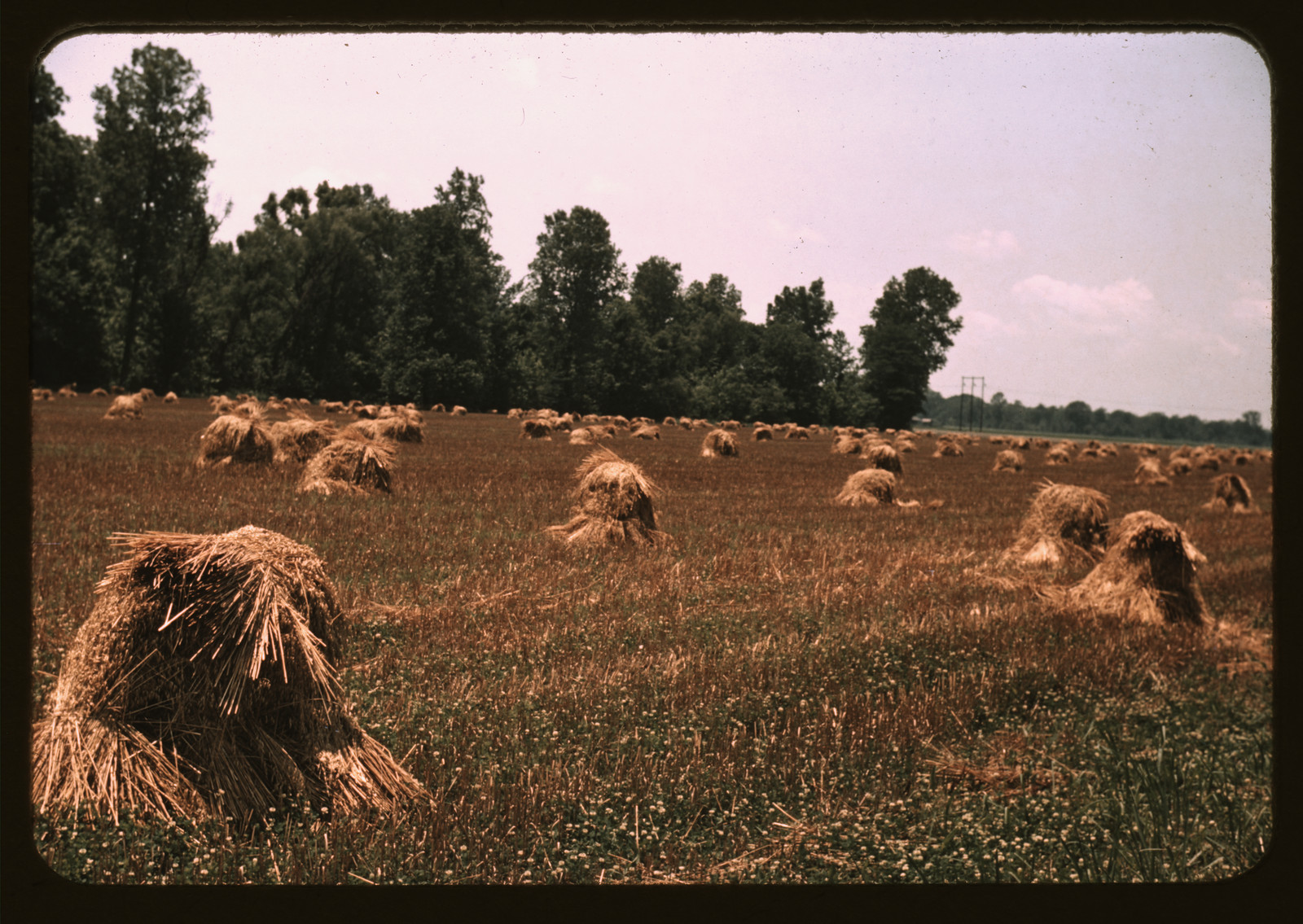 Harvested grain shocks in a field beneath tall trees — historic image