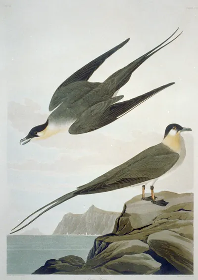 Arctic Yager
