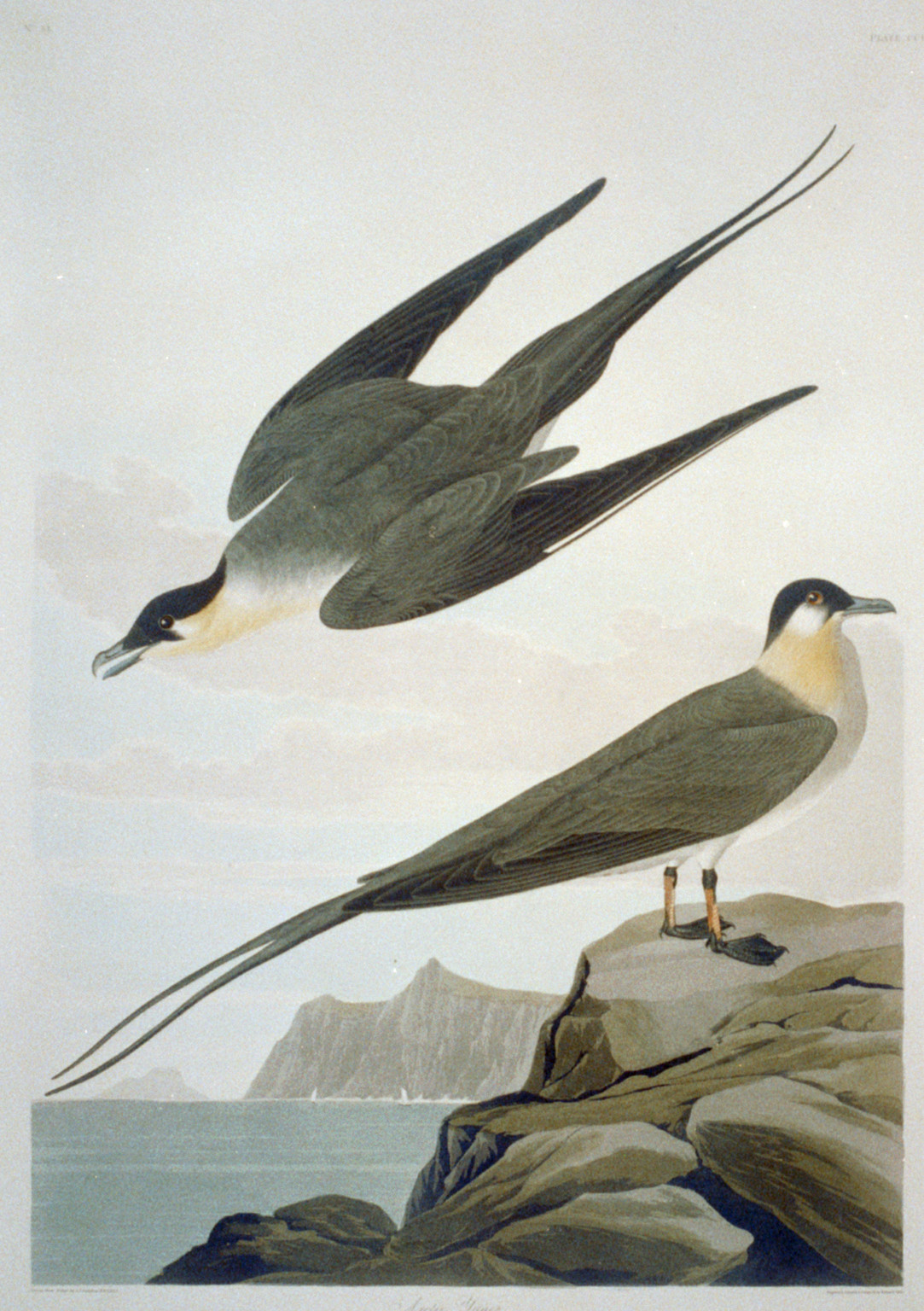 Arctic Yager, [no date recorded on caption card] — antique engraving
