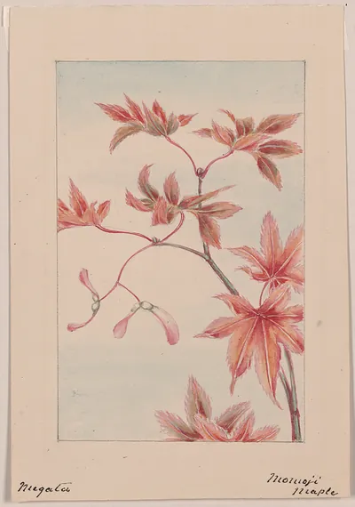 [Japanese drawing]