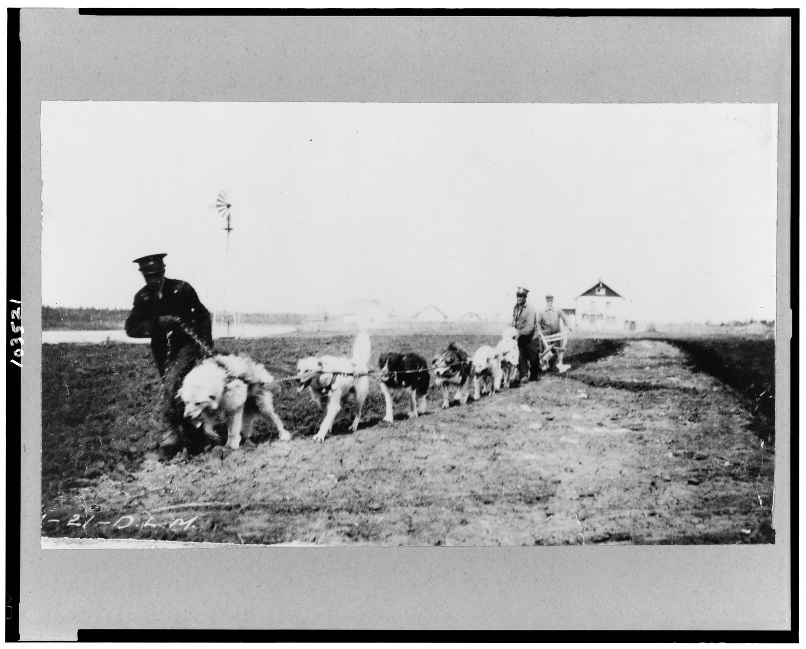 [Dogs being used to plow, Hay River, Northwest Territories, Canada], [between 1900 and 1923?] — historic photograph