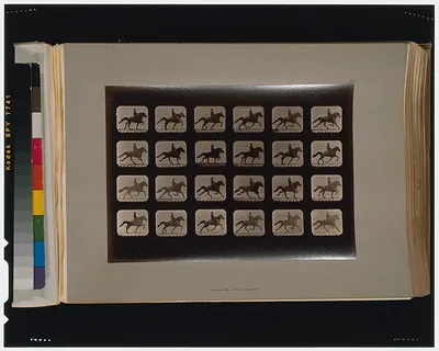 Horses. Trotting