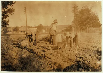 Workers picking crops into baskets in a sepia field