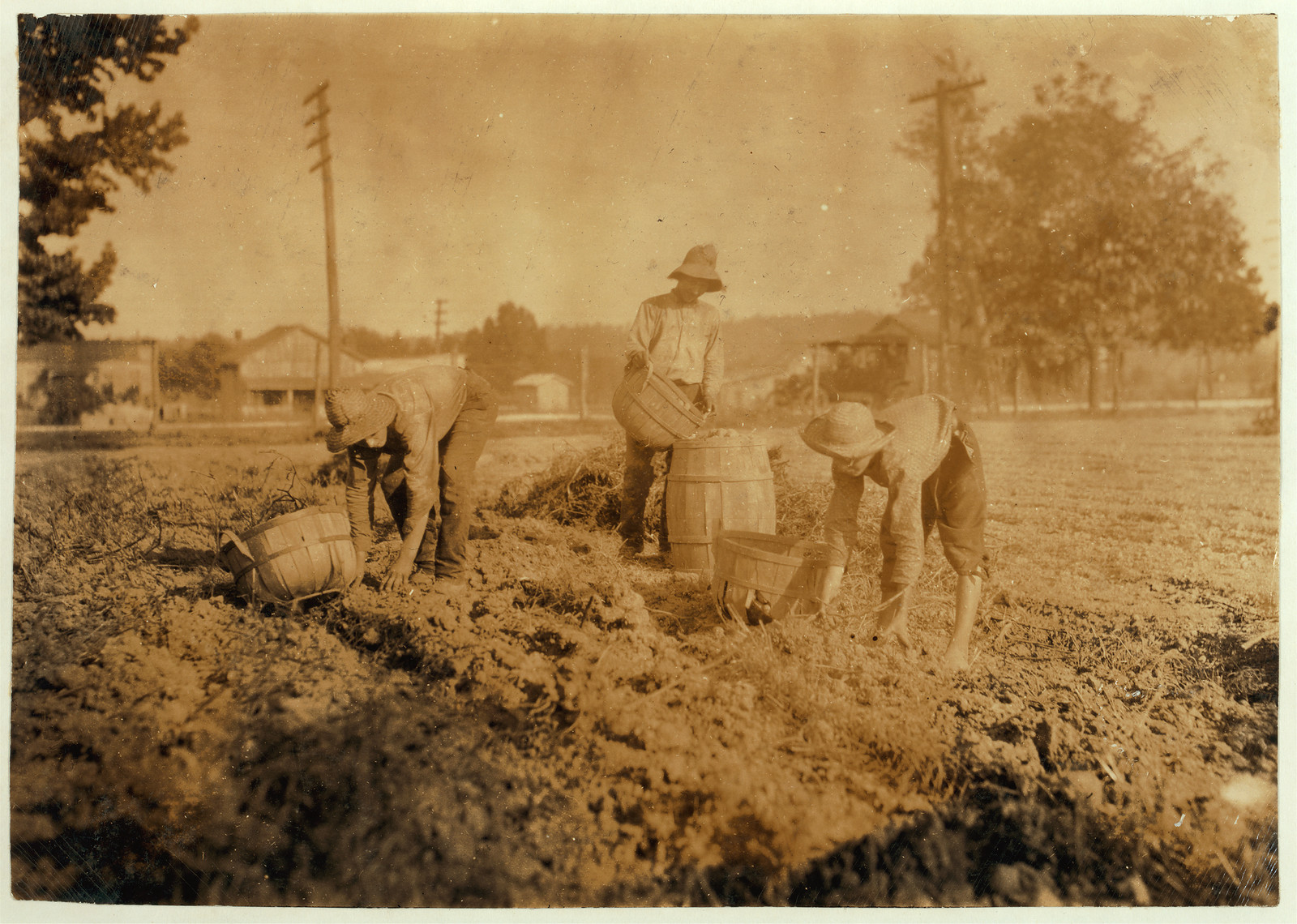 Workers picking crops into baskets in a sepia field — historic image
