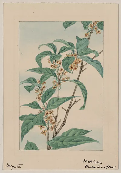 [Japanese drawing]