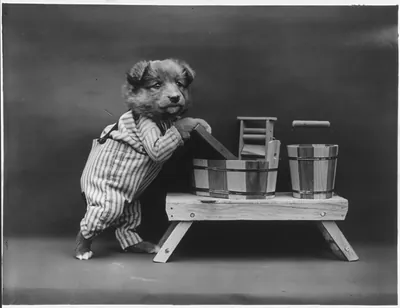 [Dogs dressed as humans and posed in human situations]: puppy using washboard to wash clothes