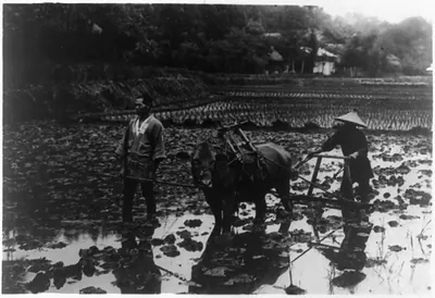 Rice culture in Japan: Plowing paddy field