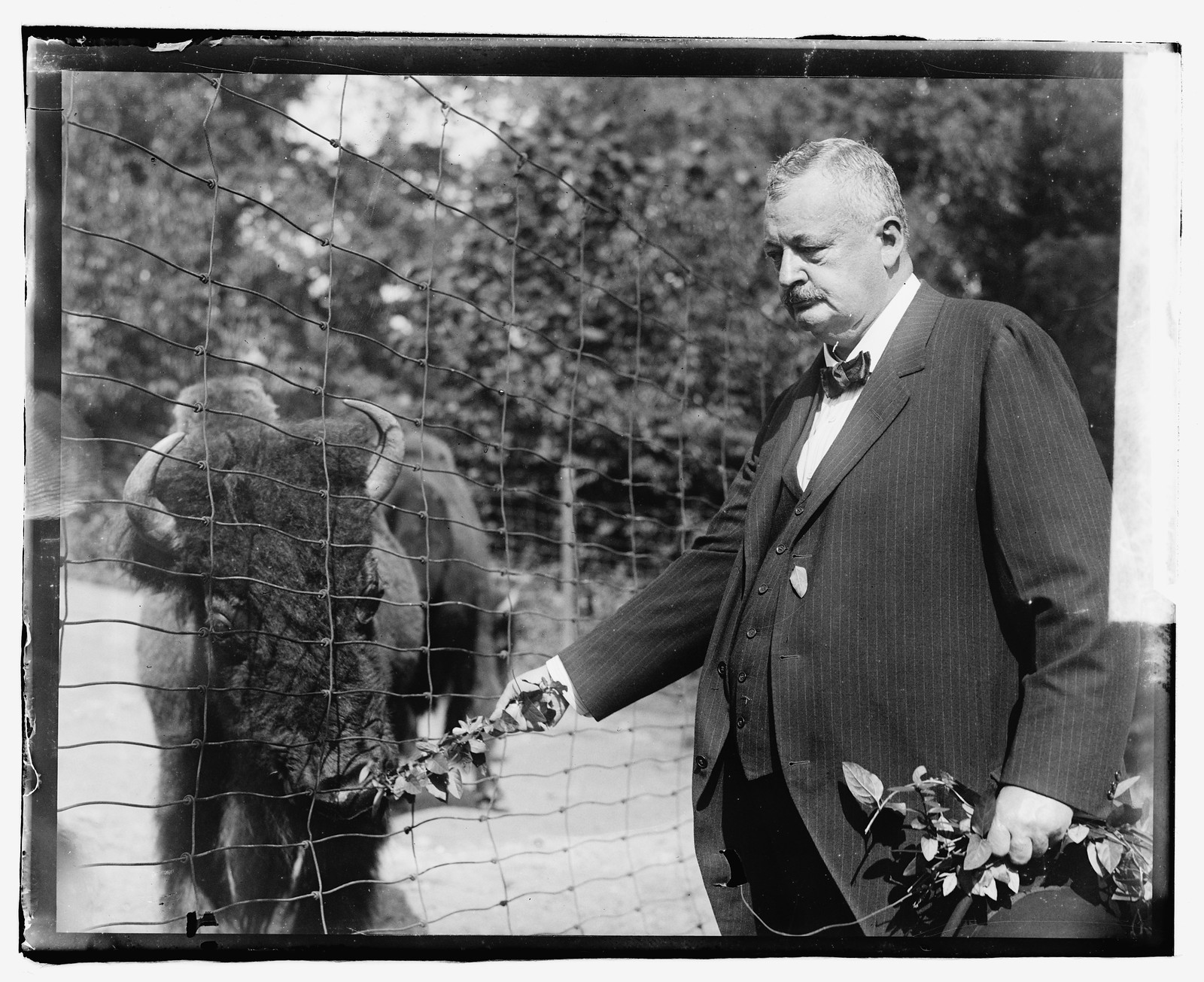 Boise Pemrose [i.e., Boies Penrose] at Zoo, [between 1918 and 1920] — historic photograph