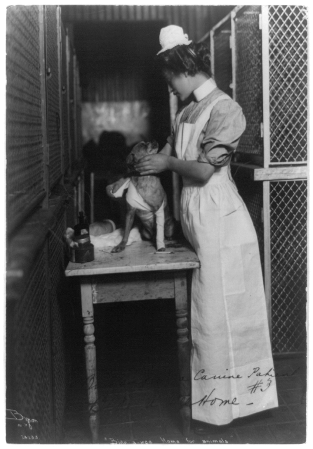 [Bide-A-Wee Home for Animals, New York, N.Y.: woman bandaging a dog], c1907. — historic photograph