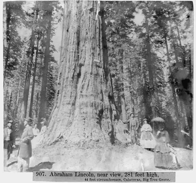 Abraham Lincoln, near view, 281 ft high, 44 ft. circumference, Calaveras, Big Tree Grove