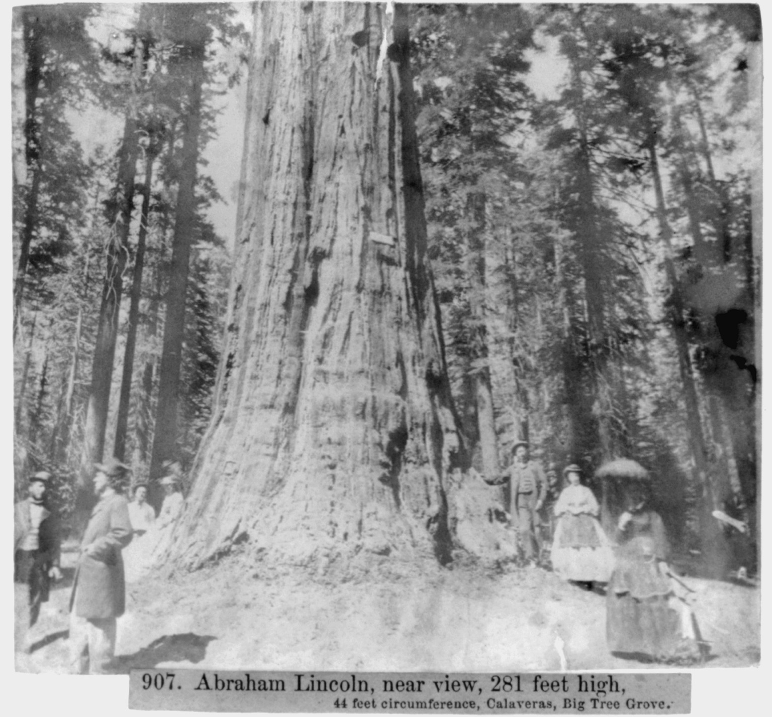 Abraham Lincoln, near view, 281 ft high, 44 ft. circumference, Calaveras, Big Tree Grove, [published 1866] — historic photograph