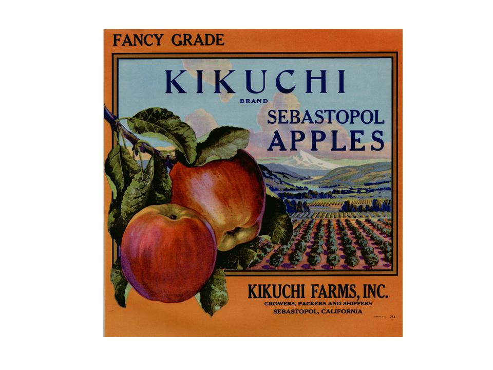 Kikuchi Brand Sebastopol Apples fruit crate label — historic image