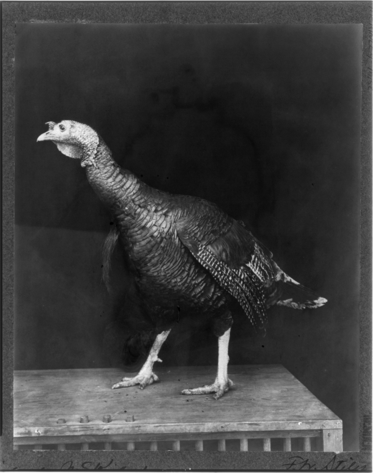 [Pres. McKinley's Christmas turkey from life [alive, standing on top of cage?], 1900] — historic photograph
