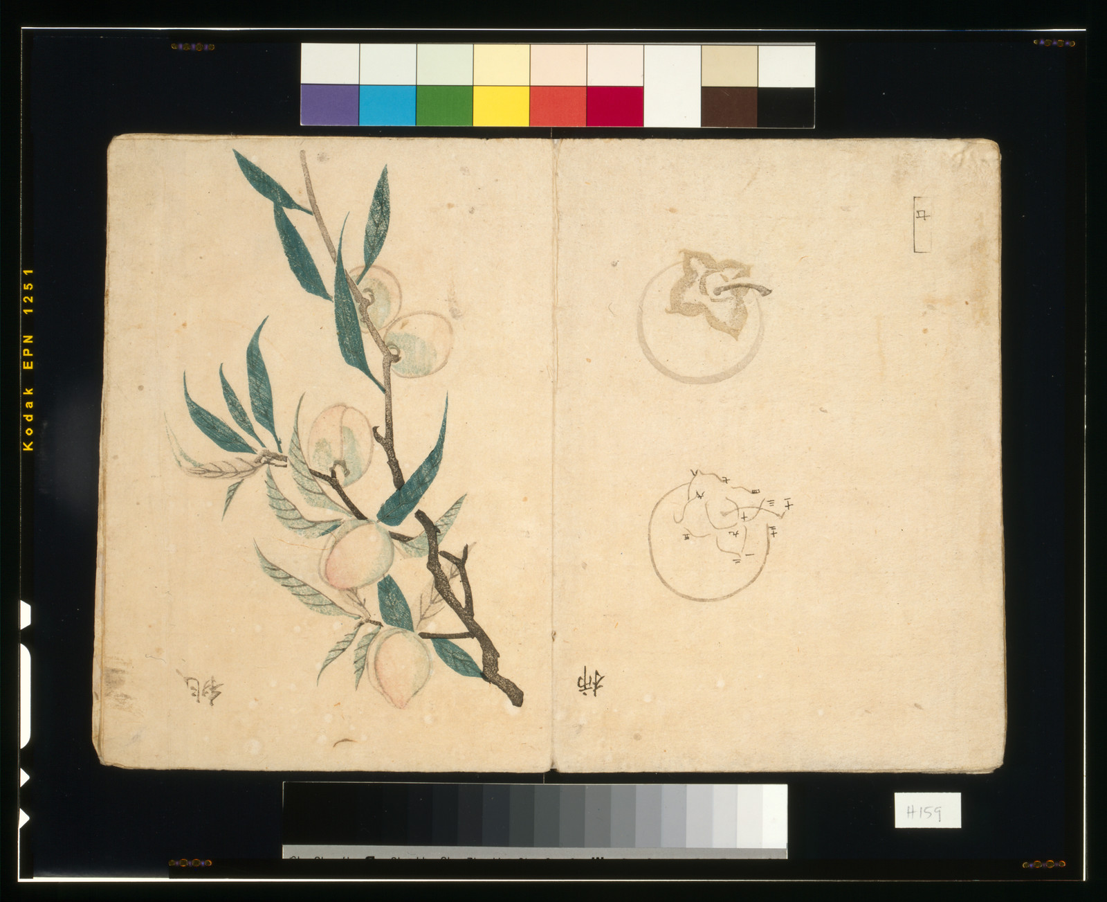Peach branch painting with sketched fruit on album page — historic print