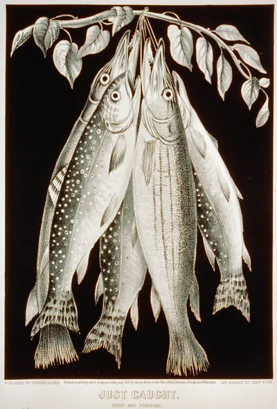 Just caught: trout and pickeral
