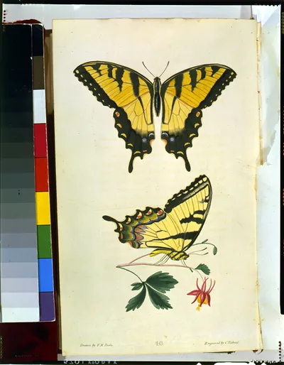 Two tiger swallowtail butterflies with flower, hand-colored engraving, plate 40