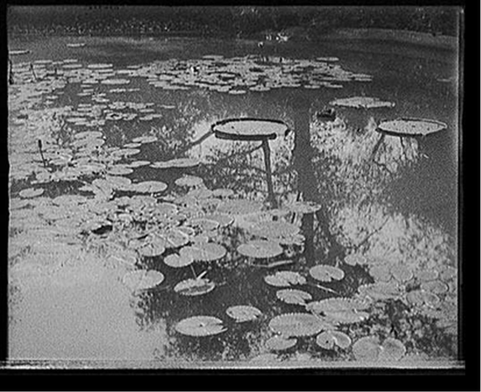 [Lily pond, Washington Park, Chicago, Ill.], [between 1900 and 1910] — historic photograph