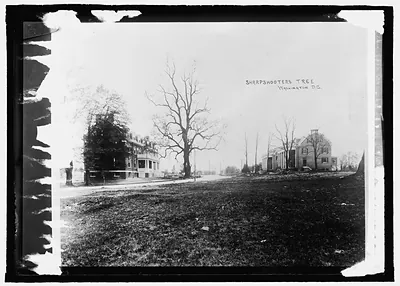 Sharpshooters tree, Walter Reed Hospt.