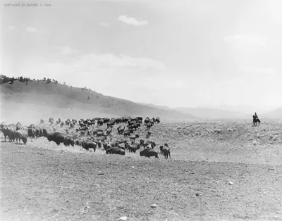 Buffalo herd, Yellowstone [and man on horseback on right]