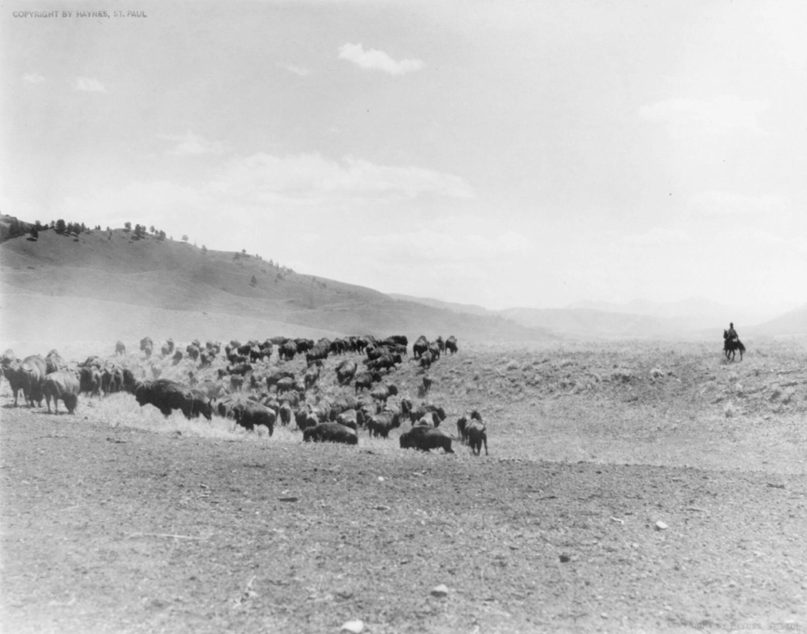 Buffalo herd, Yellowstone [and man on horseback on right], c1917 Jan. 2. — historic photograph