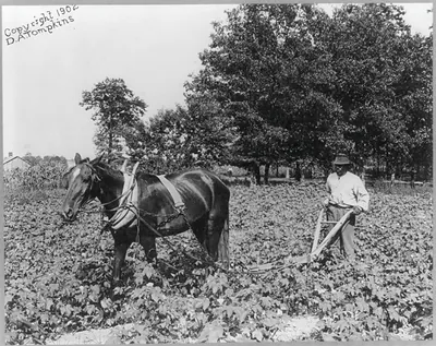 [African American man with horse cultivating cotton with plow, N.C.]