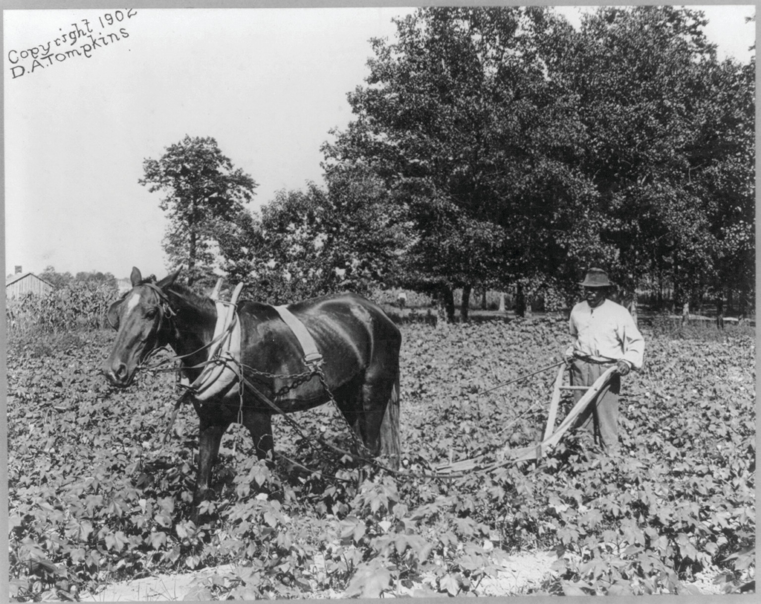 [African American man with horse cultivating cotton with plow, N.C.], c1902. — historic photograph