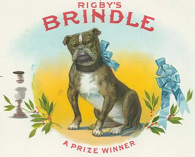 Rigby's Brindle cigar label with seated bulldog