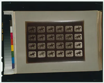 Horses. Irregular