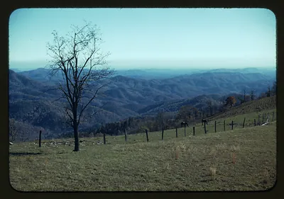 Mountain overlook with bare tree, fence and grazing horses