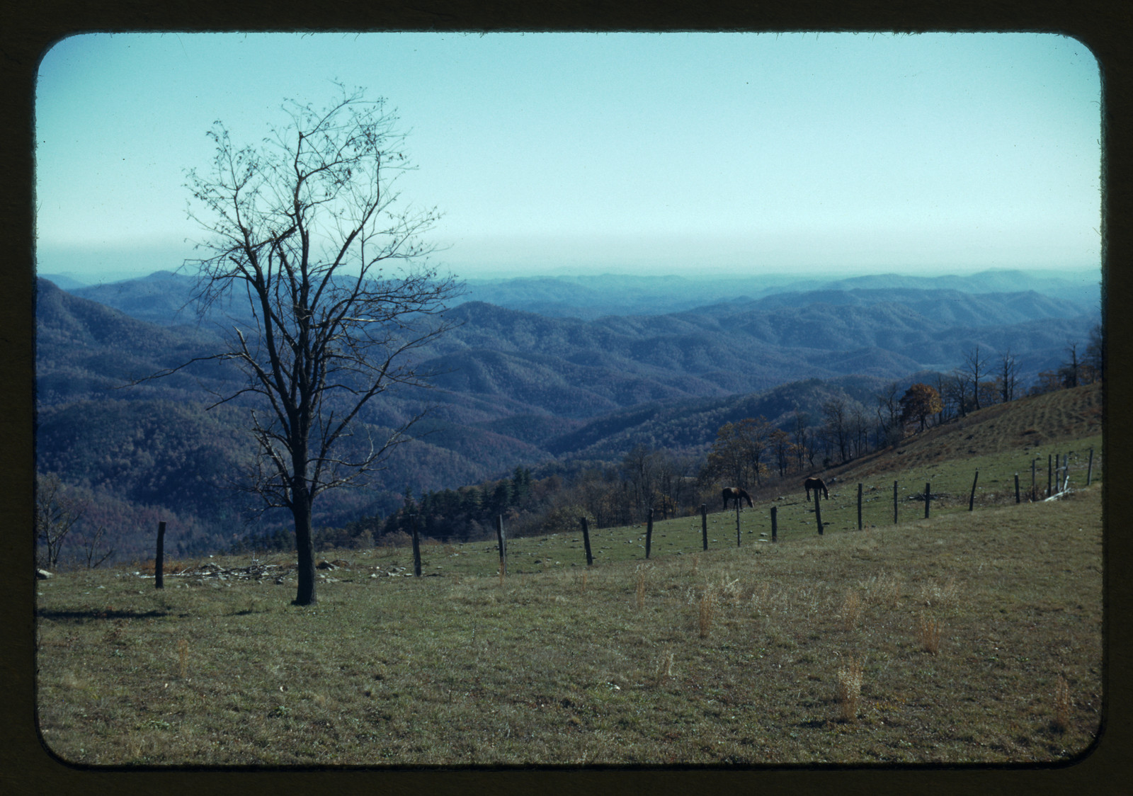 Mountain overlook with bare tree, fence and grazing horses — historic image