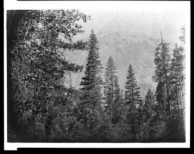 [Trees with North Dome in background, Yosemite National Park, Calif.]