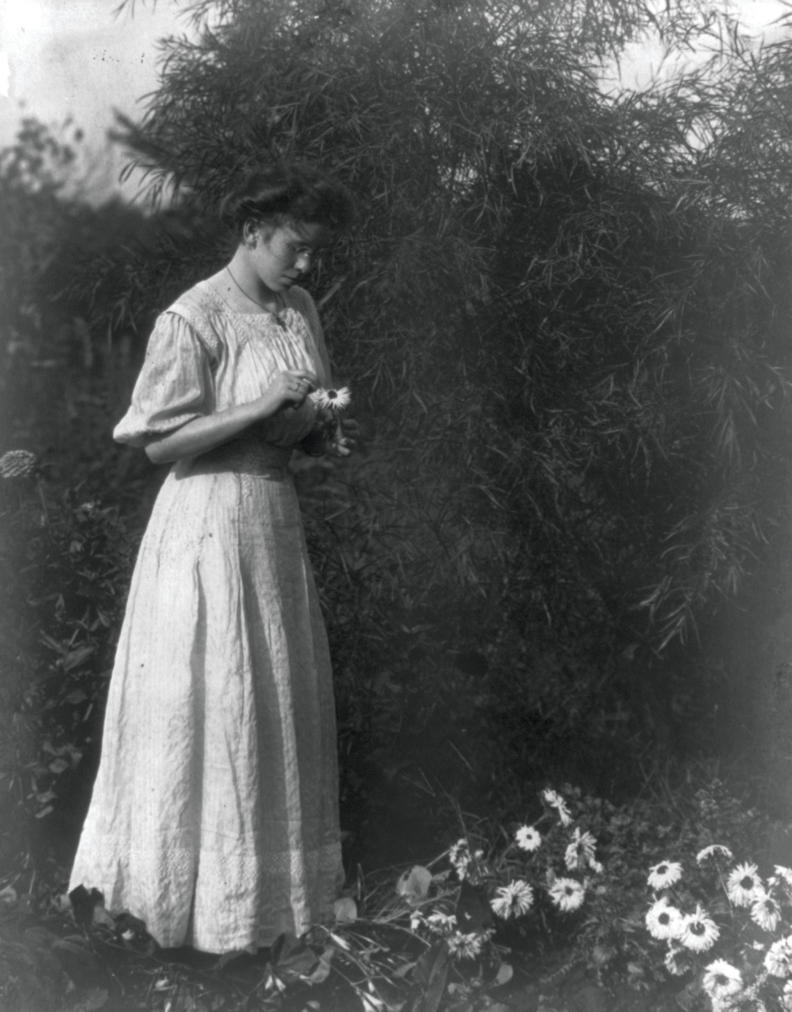 He Loves Me, He Loves Me Not, 1906 — historic photograph