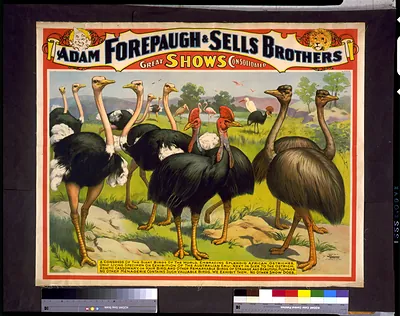 Adam Forepaugh & Sells Brothers great shows consolidated A congress of the giant birds of the world, ...