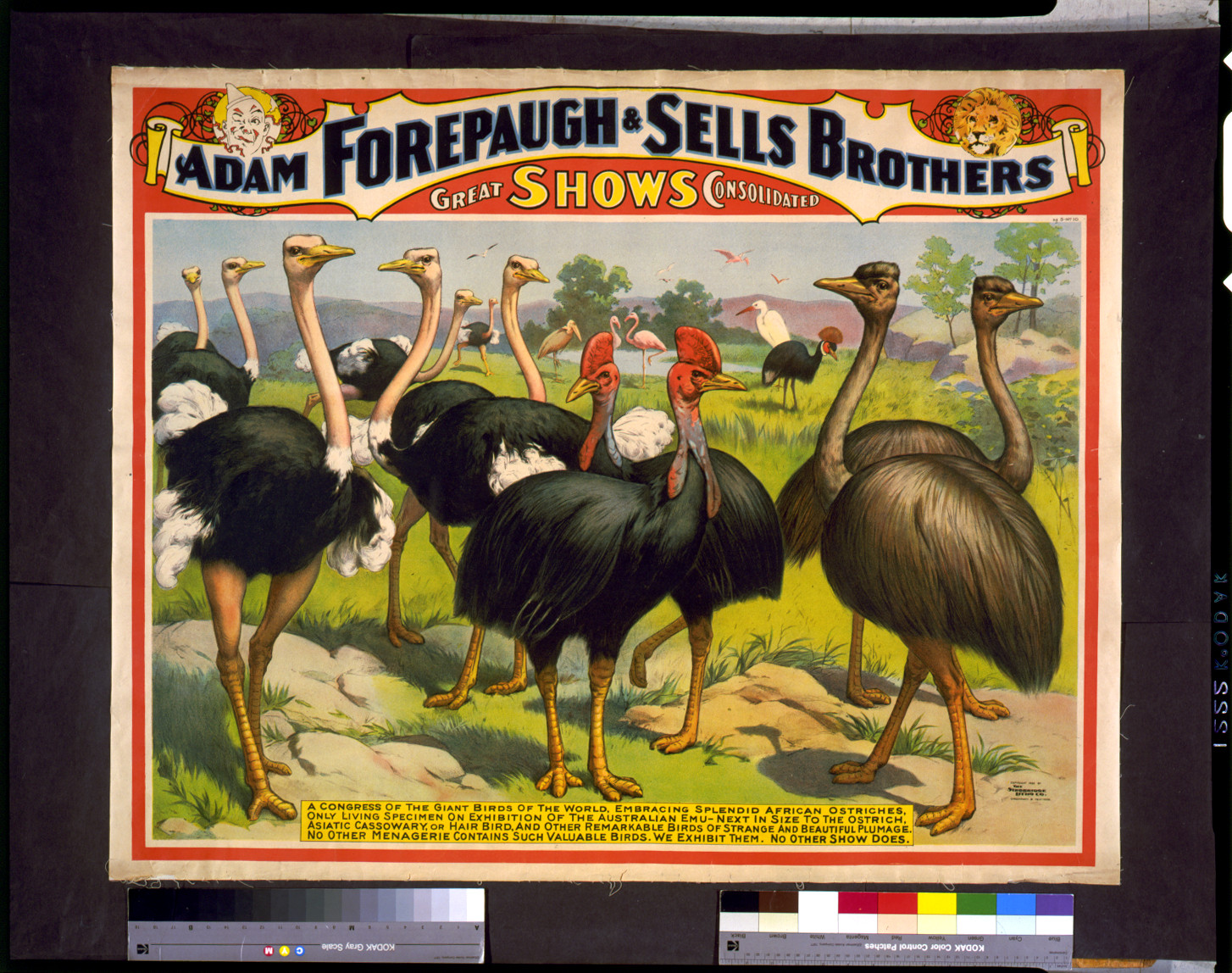 Adam Forepaugh & Sells Brothers great shows consolidated A congress of the giant birds of the world, ..., c1898. — vintage poster