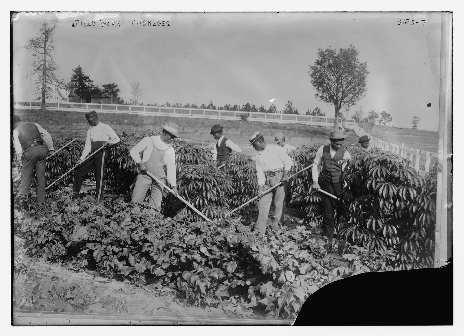 Field work, Tuskegee, n/a — historic photograph