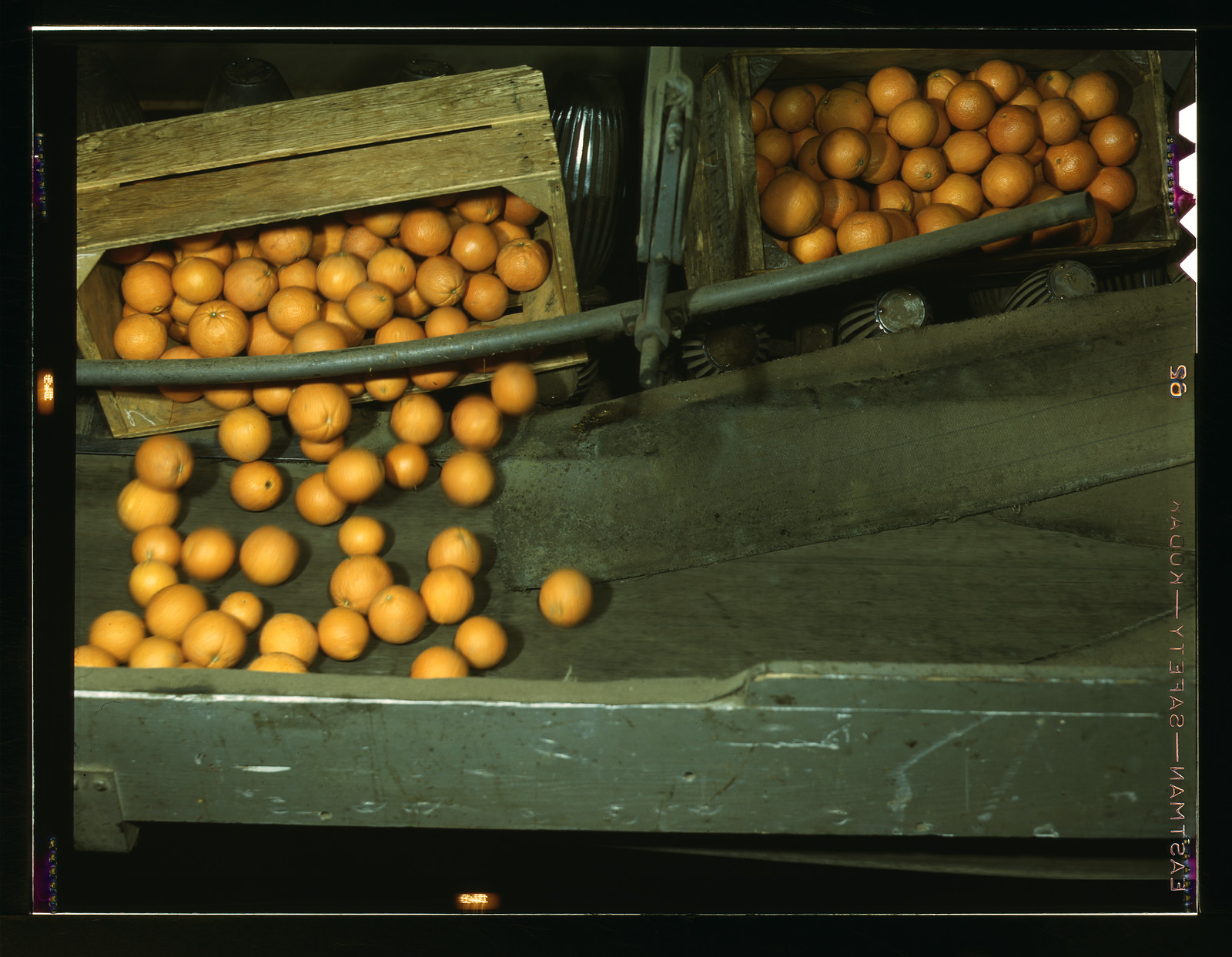 Oranges in crates and rolling along a packing conveyor — historic image