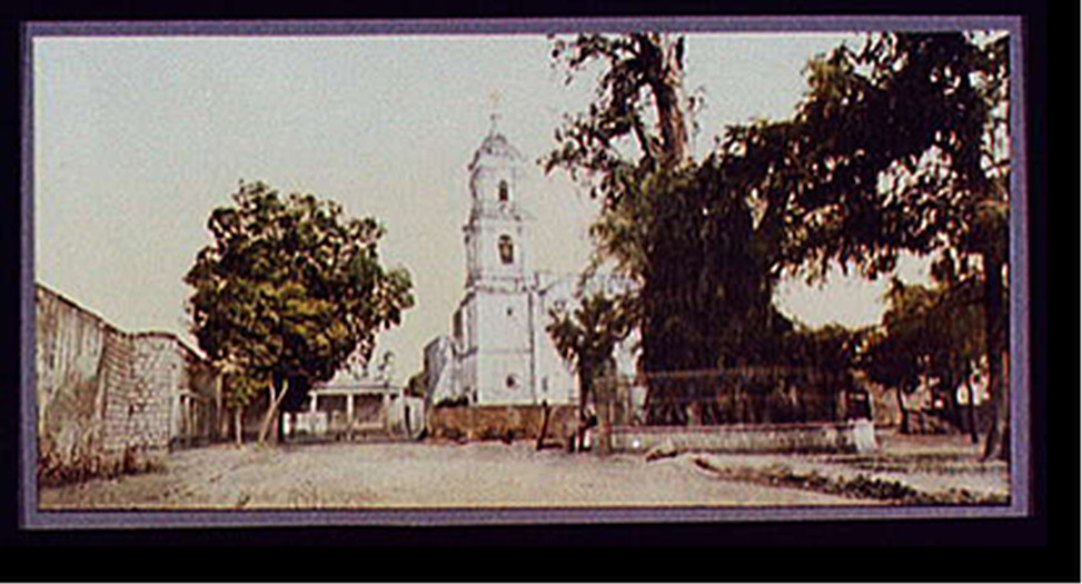 The tree of Noche Triste, Popotla, [between 1884 and 1900] — historic print