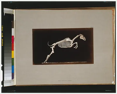 Skeleton of horse. Leaping. Leaving the ground