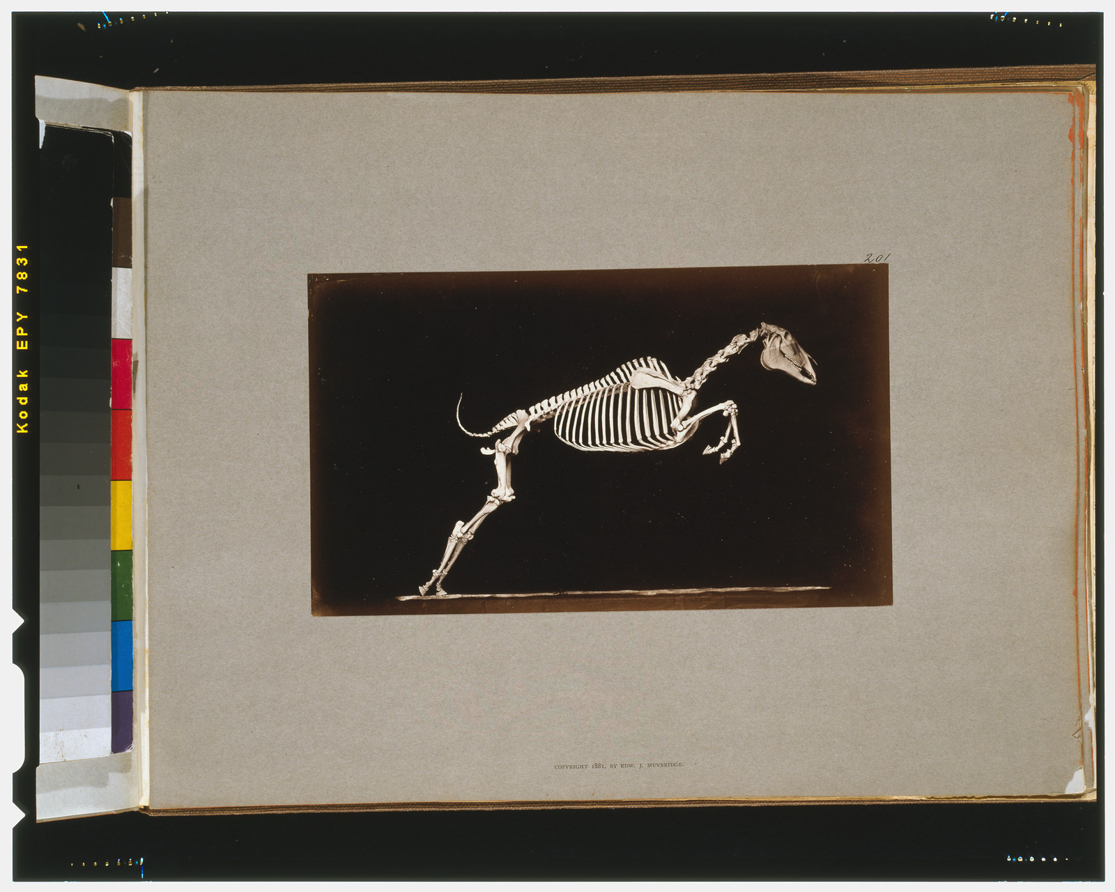 Skeleton of horse. Leaping. Leaving the ground, [San Francisco] : Muybridge, c1881. — historic photograph