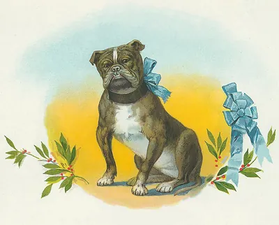 Brindle bulldog with blue bow and holly sprigs