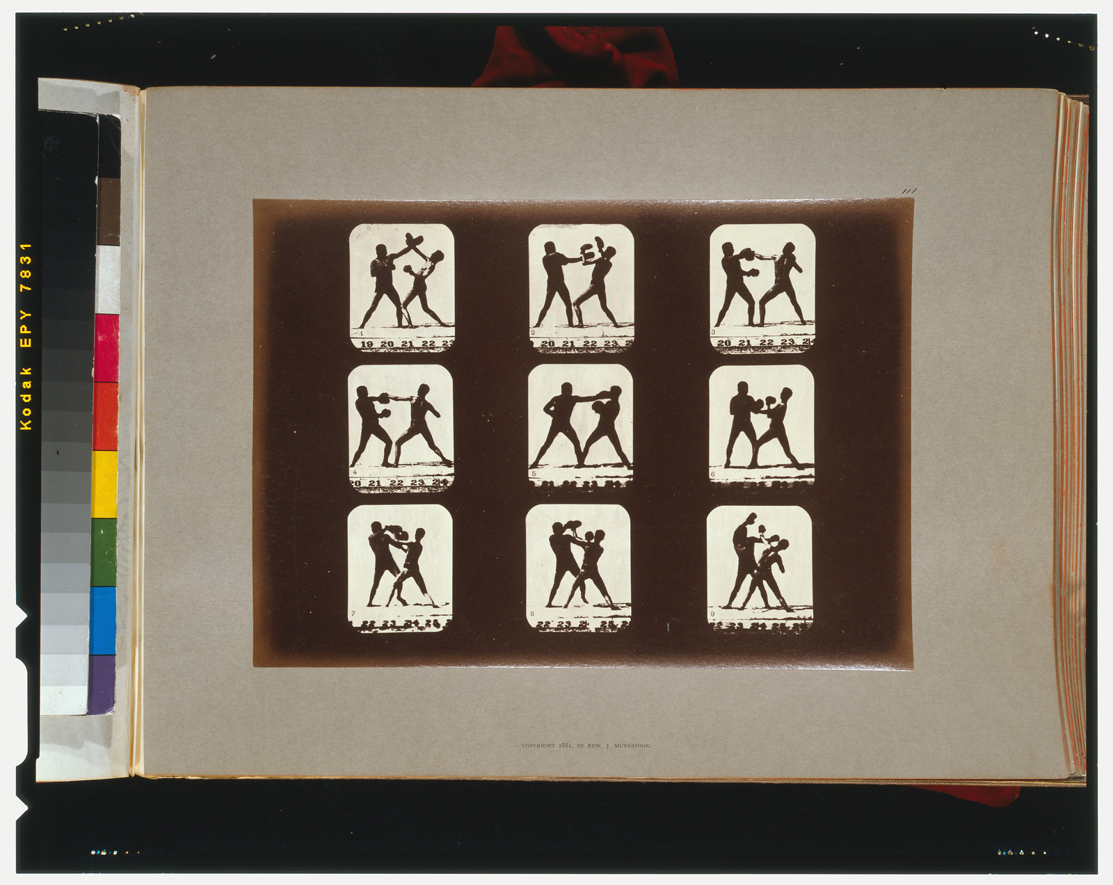 Athletes. Boxing, [San Francisco] : Muybridge, c1881. — historic photograph