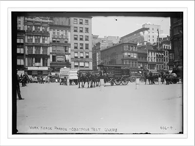 Work Horse Parade, showing Anheuser Busch team, in obstacle test, New York
