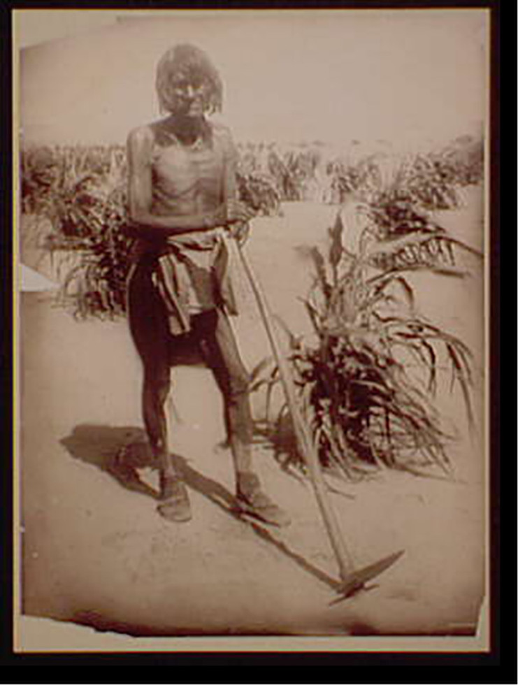 A Hopi cornfield, The man with the hoe"", c1910. — historic photograph