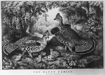The happy family: ruffed grouse and young