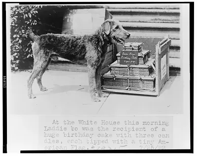 At the White House this morning Laddie bo[y] was the recipient of a huge birthday cake with three candles, each tipped with a tiny American flag