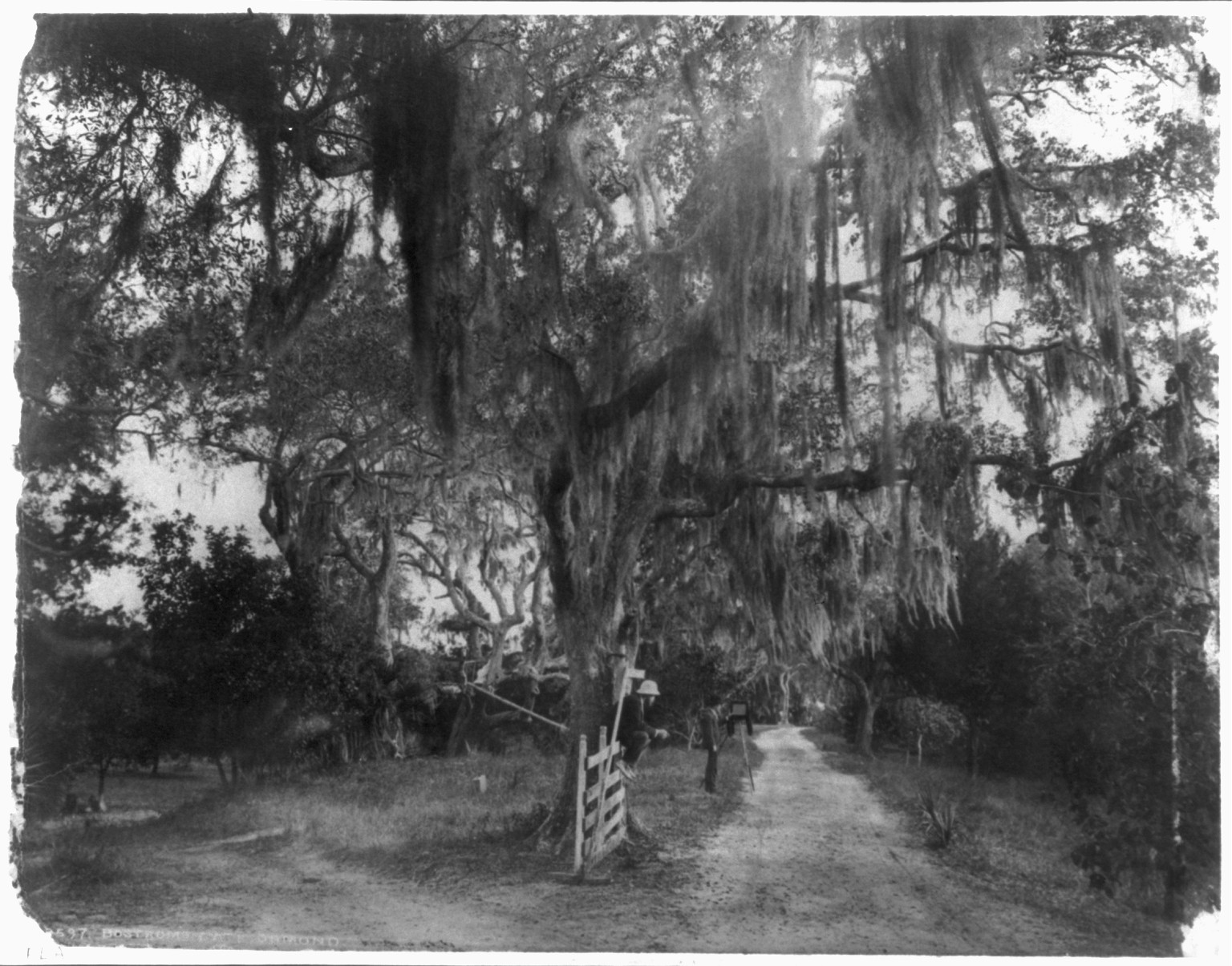 Entrance to Bostrom's, Ormond, Florida, [no date recorded on caption card] — historic photograph