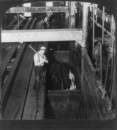 Chicago - Meat Packing Industry - Swift & Co.'s Packing House: knocking cattle before slaughtering